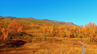 Autumn coloured Nuolja