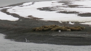 Moffen Island Walrus Haul-out 150601 Day 13