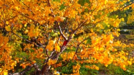 Yellow-leafed birch tree